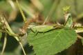 Grasshoppers and Bush-crickets: Long-winged Conehead - female (Conocephalus discolor)